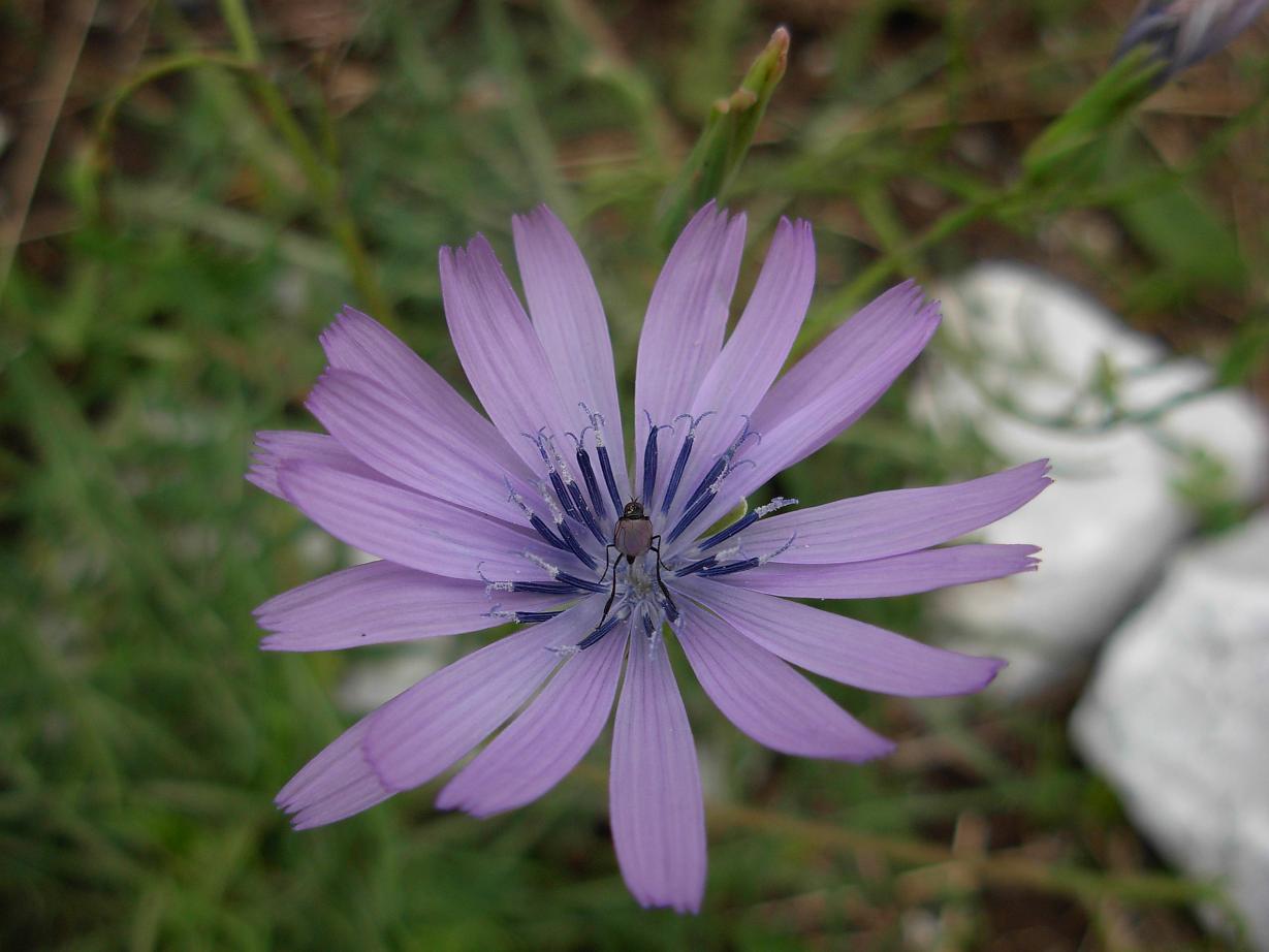 Lactuca perennis / Lattuga rupestre
